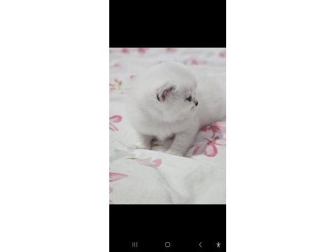 Safkan british shorthair kardeşler