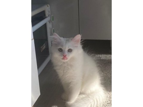 Birtish shorthair erkek