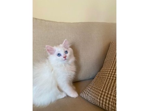 Sevimli chinchilla