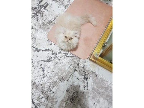Tüy yumağı chinchilla kedisi bebekler