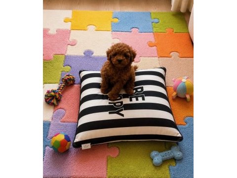 Garantili ev üretimi wc eğitimli toy poodle