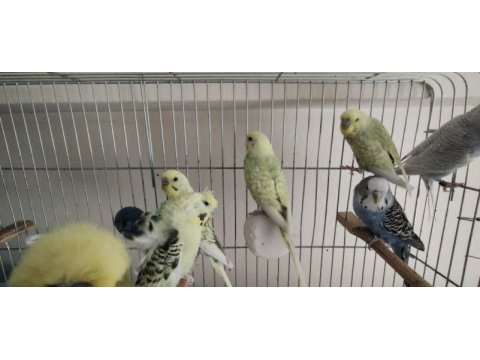 Muhabbet kuşları ister besleyin ister damızlık yapın