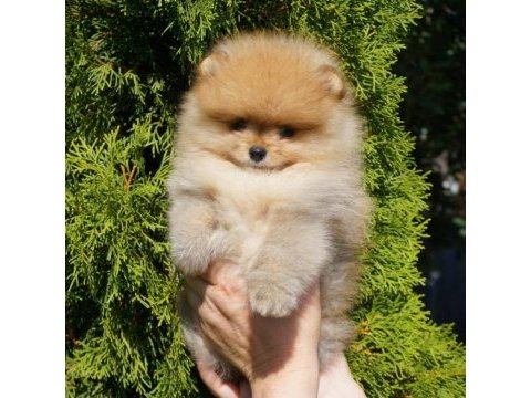 Fcı export sçr li pomeranian lar ziyarete açık