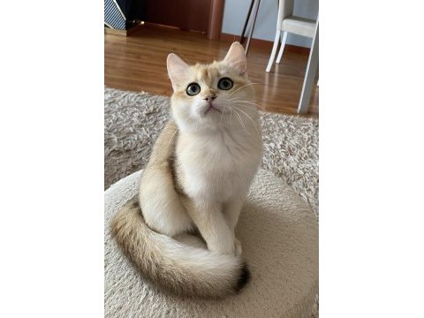 Safkan british shorthair golden erkek yavru