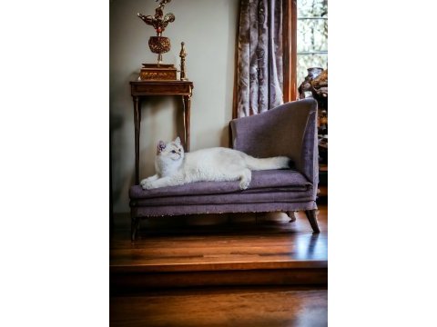British shorthair şecereli oğlumuz owen