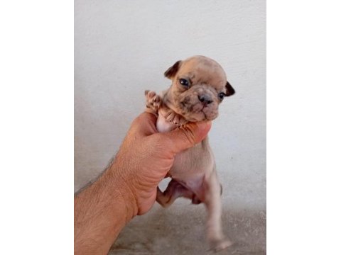 French bulldog köpekler