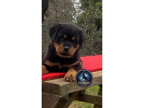 A şecere rottweiler tr şampiyonu yavrular 4 dişi ve 1 erkek