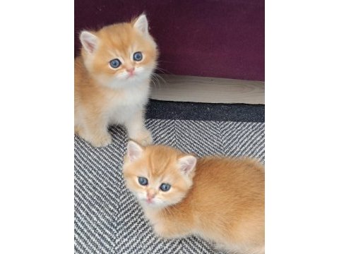 Muhteşem golden british shorthair yavrular