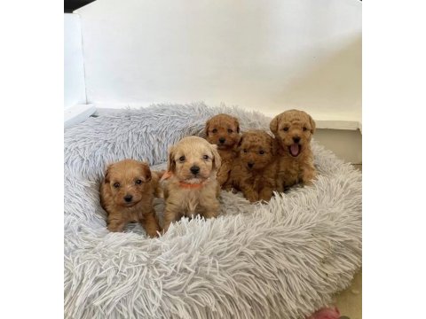 Tüy dökmez koku yapmaz maltipoo