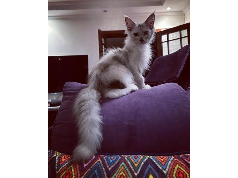 Safkan maine coon scr li