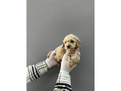Maltipoo yavrular