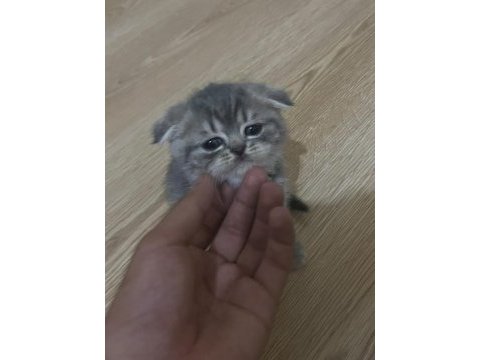 Scottish fold 1,5 aylık orijinal