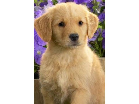 Ruhsatlı köpek çifliğinden golden yavrular a scrli