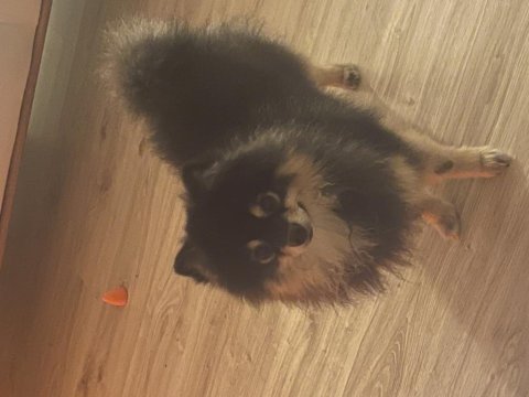 3,5 yaşında erkek çiğli aşıları tam pomeranian