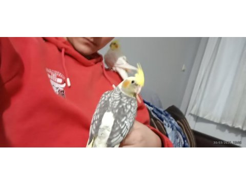 Sultan papağanı çift 1 dişi bir erkek çift kafes dahil