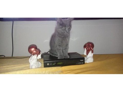 Blue british shorthair bebekler