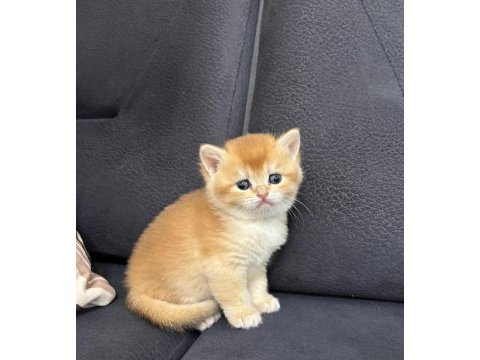 British shorthair golden ny 12