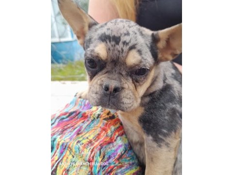 Merle tan dişi french bulldog