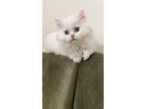 Beyaz british longhair