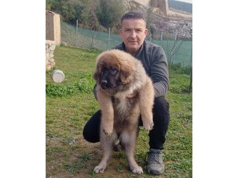 Kafkas çoban köpeği yavrusu