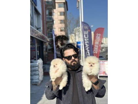 Avrupa kalite orjinal boo yavrular 
