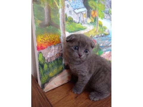 Safkan british ve scottish fold yavrular