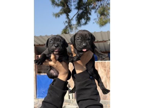 Cane corsa alan koruma köpeği yavruları 