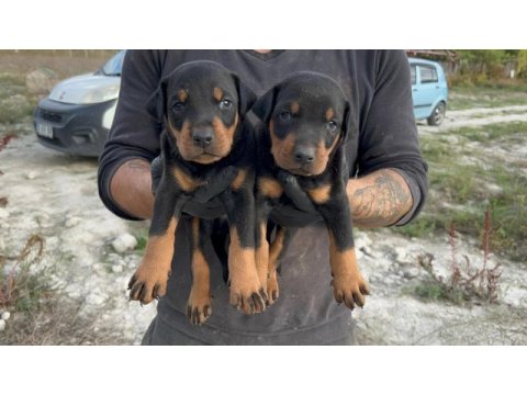 Doberman yavruları