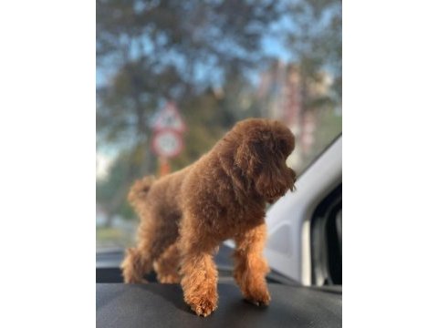 Yetişkin dark red kore poodle erkek kuyruksuz