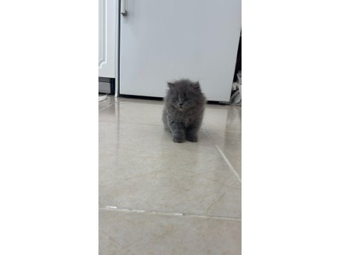 2 aylık british longhair kedisi