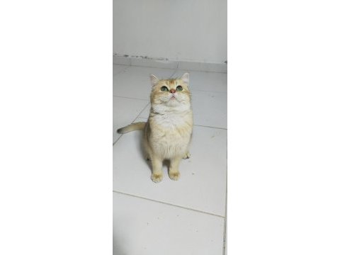 British shorthair 8 aylık kedimiz