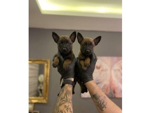 Safkan malinois yavruları