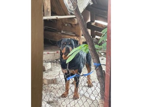 Koca kafa macar rottweiler yavrular sahiplendirilecektir
