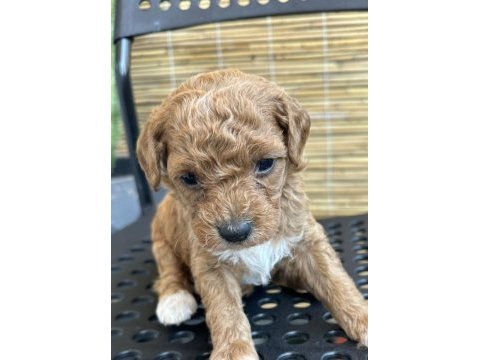 Ev ortamından red toy poodle