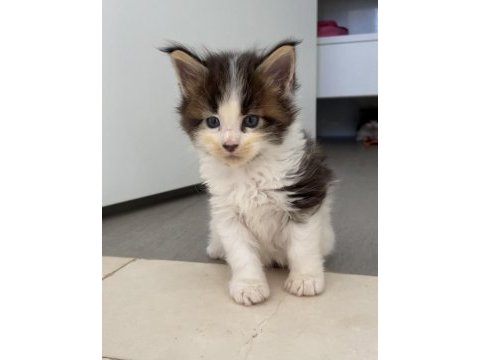 Safkan özel renklerde maine coon yavruları