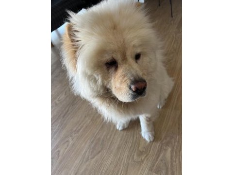 10 aylık dişi chow chow köpeğimiz yeni yuvasını arıyor