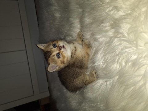 Kendi kedilerimin orjinal yavruları