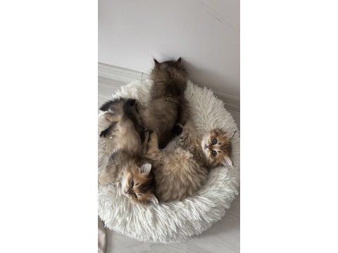 Black gold british longhair yavrular