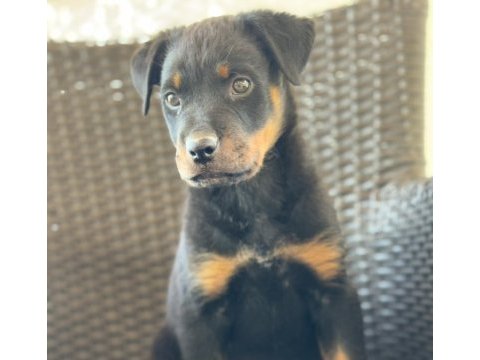Rottweiler varsa daha iyisi o da annesi