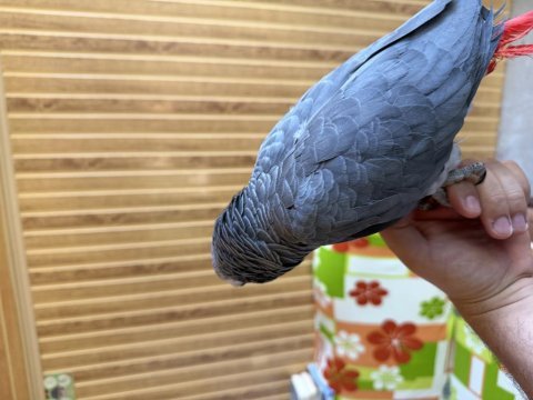Elden omuzdan inmeyen mükemmel bir jako