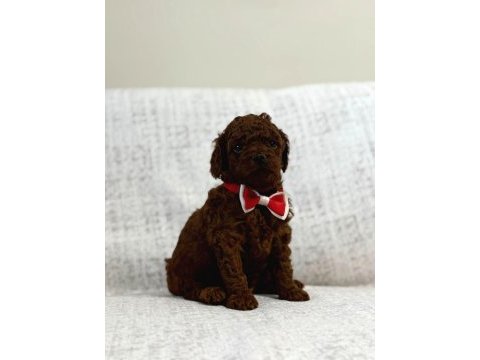 Toy poodle yavrularımız