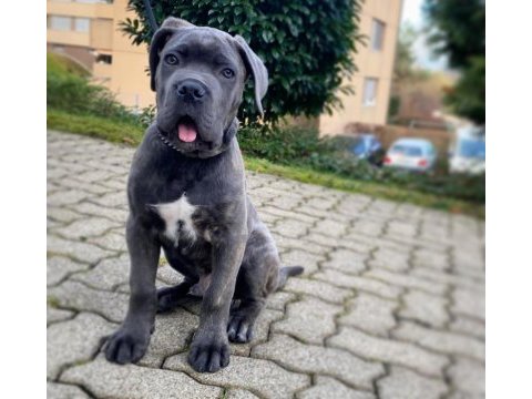 Cane corso kapıda ödemeli çiftlik kredi kartı geçer