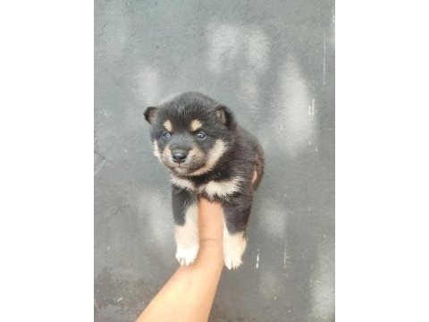 Minyatür akita shiba inu