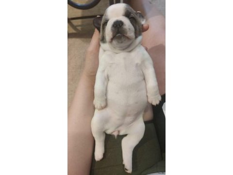 Sahiplendirme french bulldog