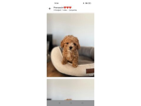 Sevimli toy poodle yavrular