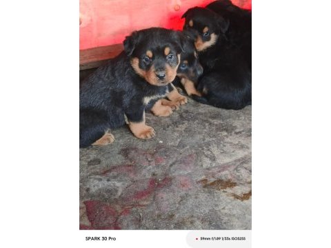 Irk garantili rottweiler yavruları