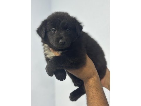 Dünyanın en akıllı köpekleri