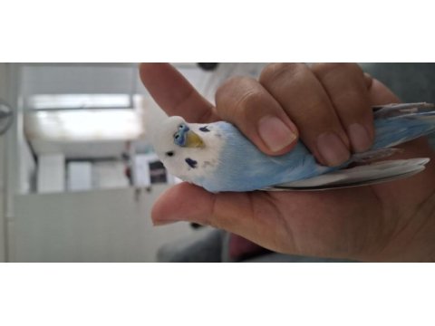 Muhabbet kuşu erkek 1 yaşında