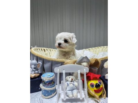 A scrli babadan kore maltese bebeklerim