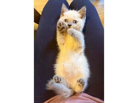 Muhteşem güzellik british shorthair blue point bebekler